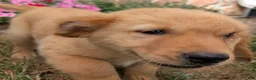 Golden Retriever dogs for sale: Costello - Ad 5