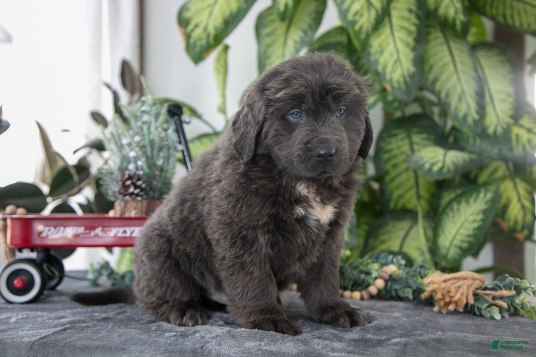 Newfoundland dogs for sale: Stone - Ad 3