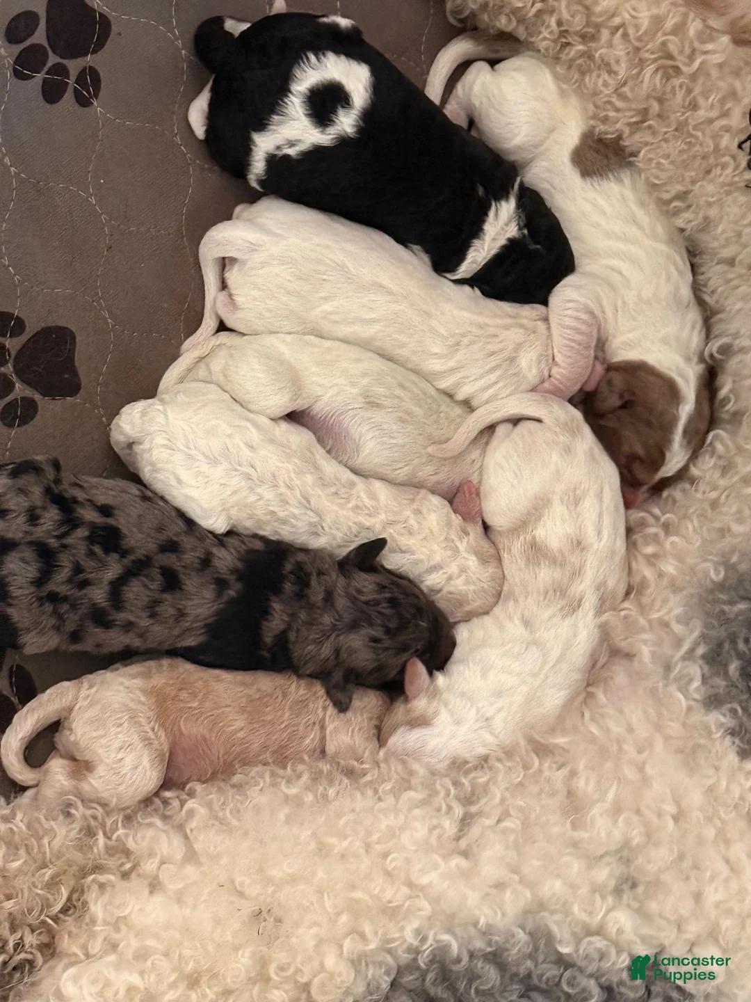Double Doodle dogs for sale: Cider 🍎 - Ad 12