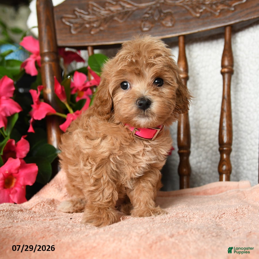 Maltipoo dogs Savannah - Ad 1