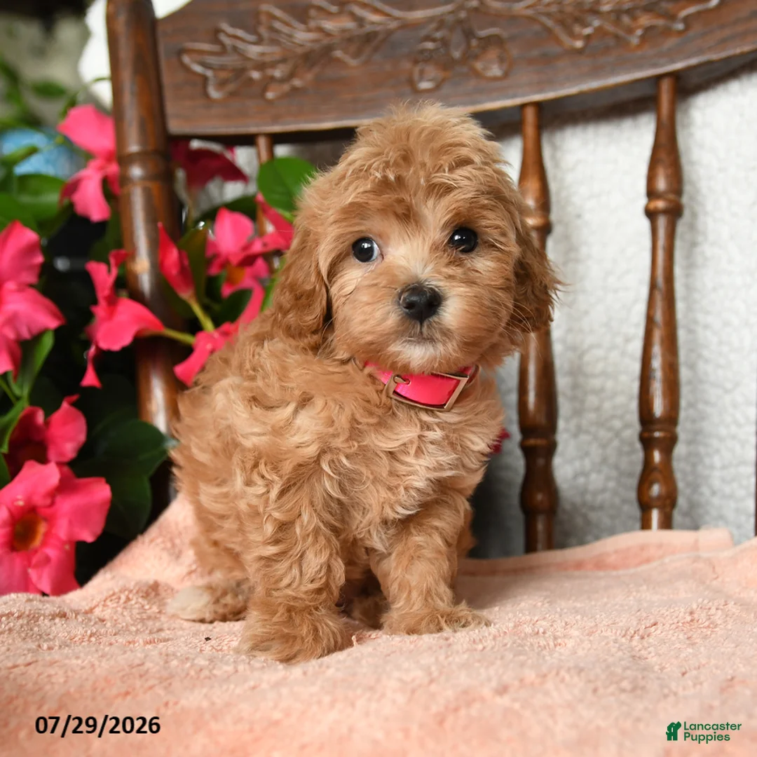 Maltipoo dogs for sale: Savannah - Ad 1