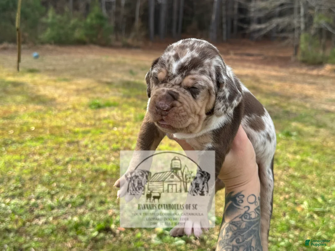 Catahoula Leopard Dog dogs for sale: Girl 1 - Ad 4