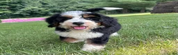 Mini Bernedoodle dogs for sale: Bristol Video ad  - Ad 4