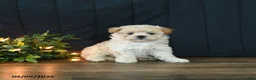 Mixed Breed dogs for sale: Maggie - Ad 4