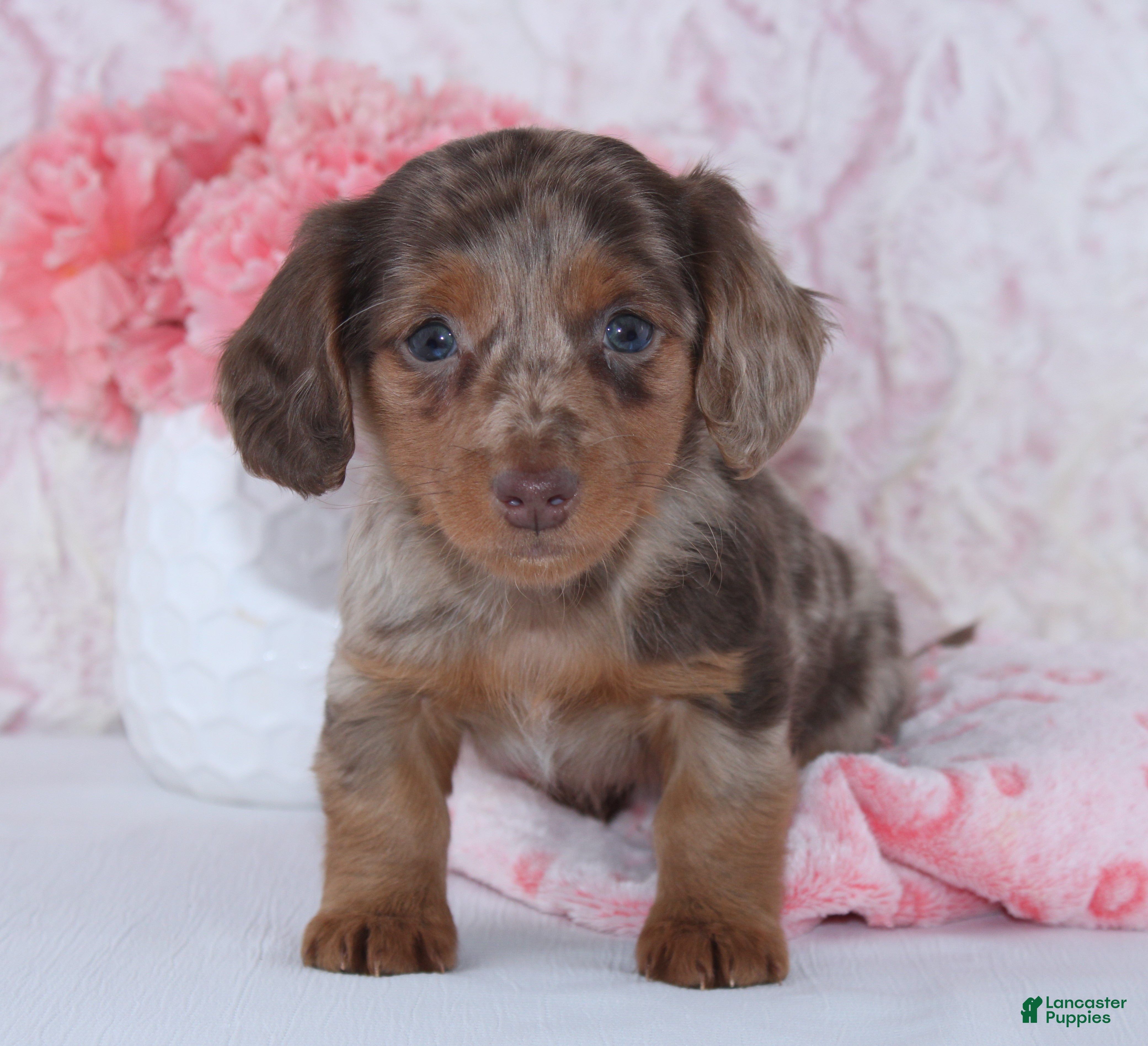 Miniature Dachshund dogs Brenda - Ad 3