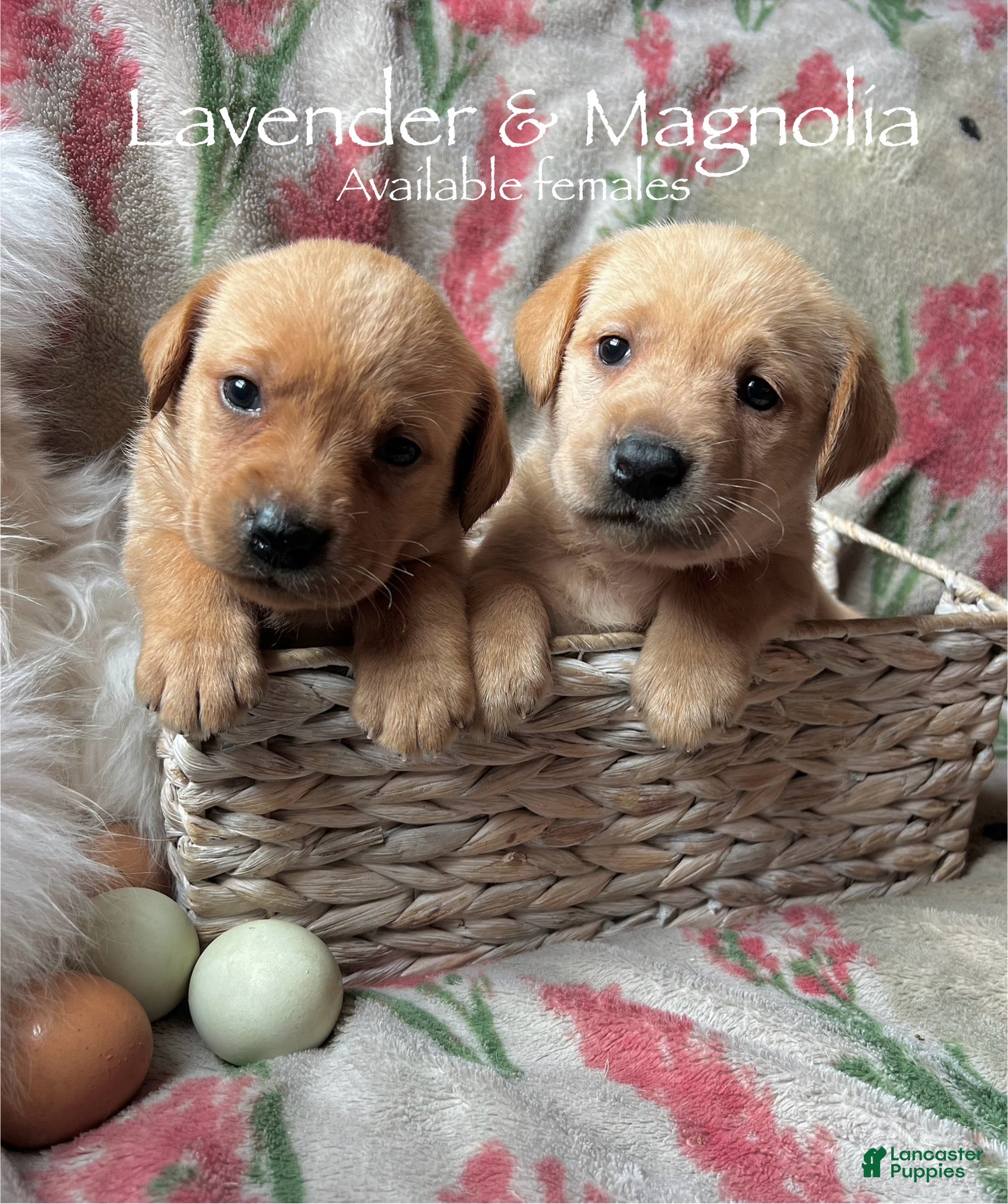 Labrador Retriever dogs Lavender - Ad 8