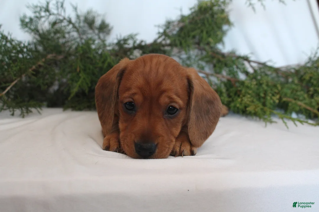 Dachshund dogs for sale: Sugar - Ad 7