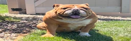English Bulldog dogs for sale: Bluey - Ad 5