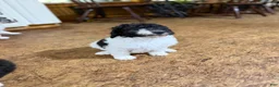 Aussiedoodle dogs for sale: Aussiedoodle Puppy 3 - Ad 1