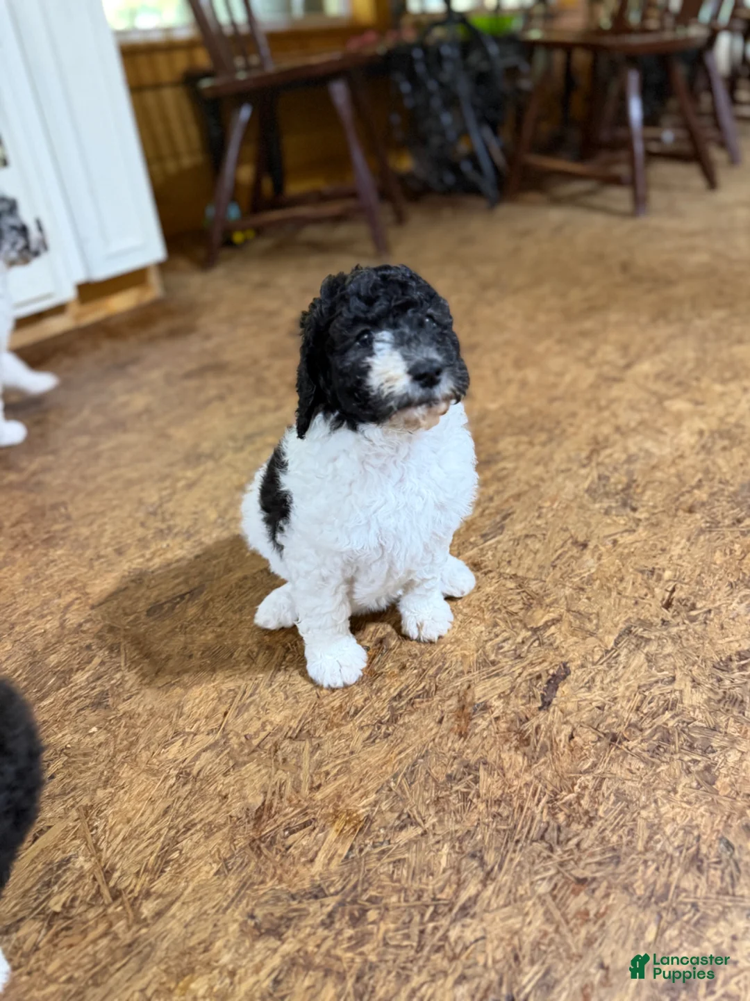 Aussiedoodle dogs for sale: Aussiedoodle Puppy 3 - Ad 1
