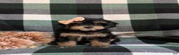 Havapoo dogs for sale: Shanna Hypoallergenic - Ad 4