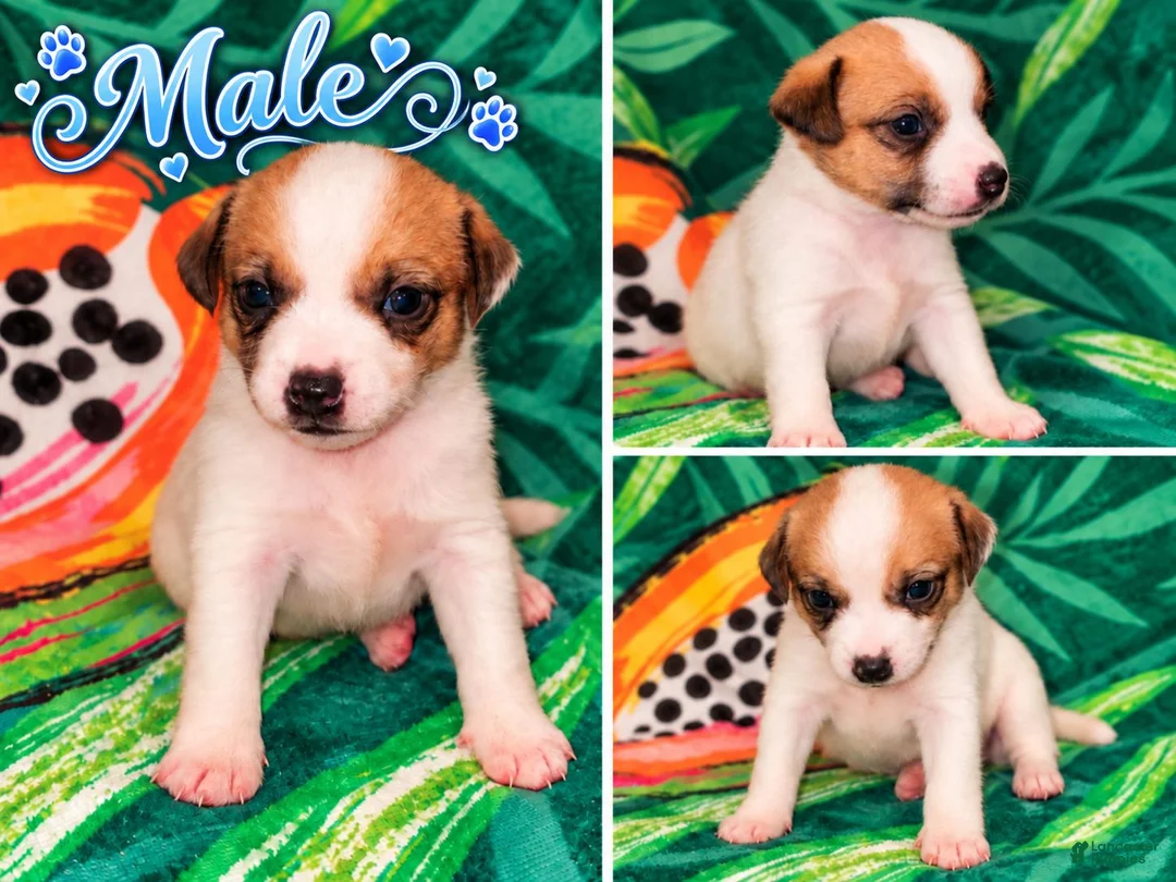 Jack Russell Terrier dogs for sale: Jack Russell Terrier 4 - Ad 17
