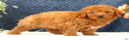 Cavapoo dogs for sale: Alvin - Ad 8