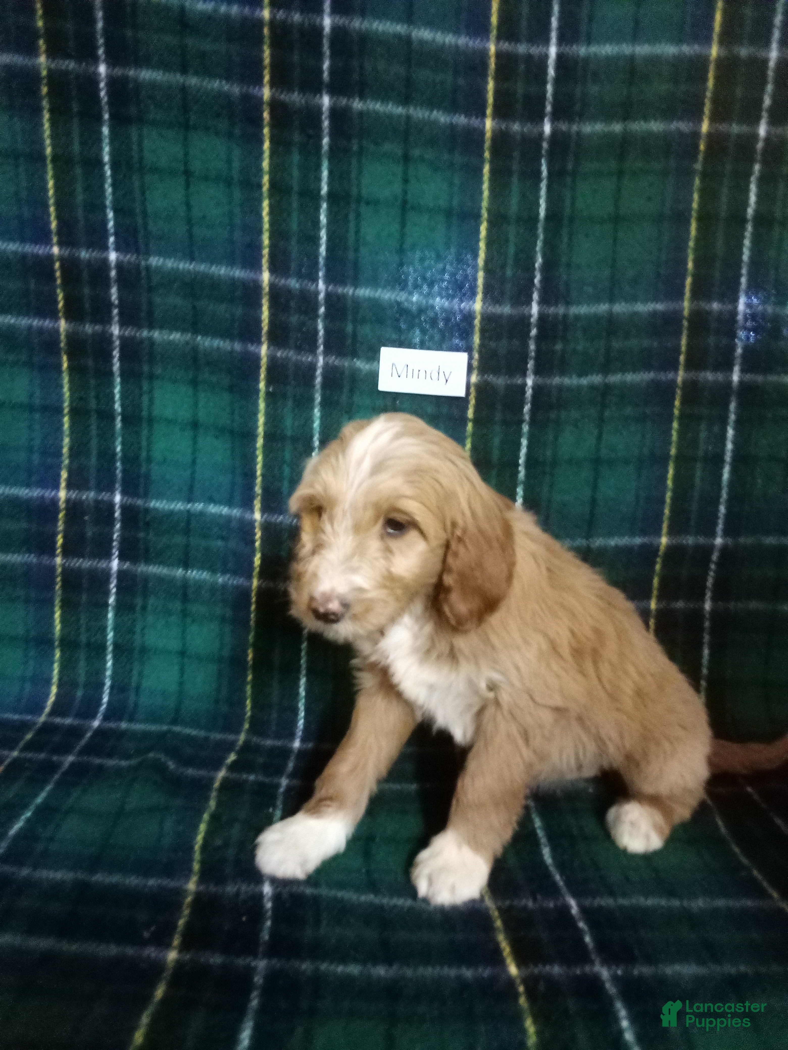 Mixed Breed dogs Mindy - Ad 34