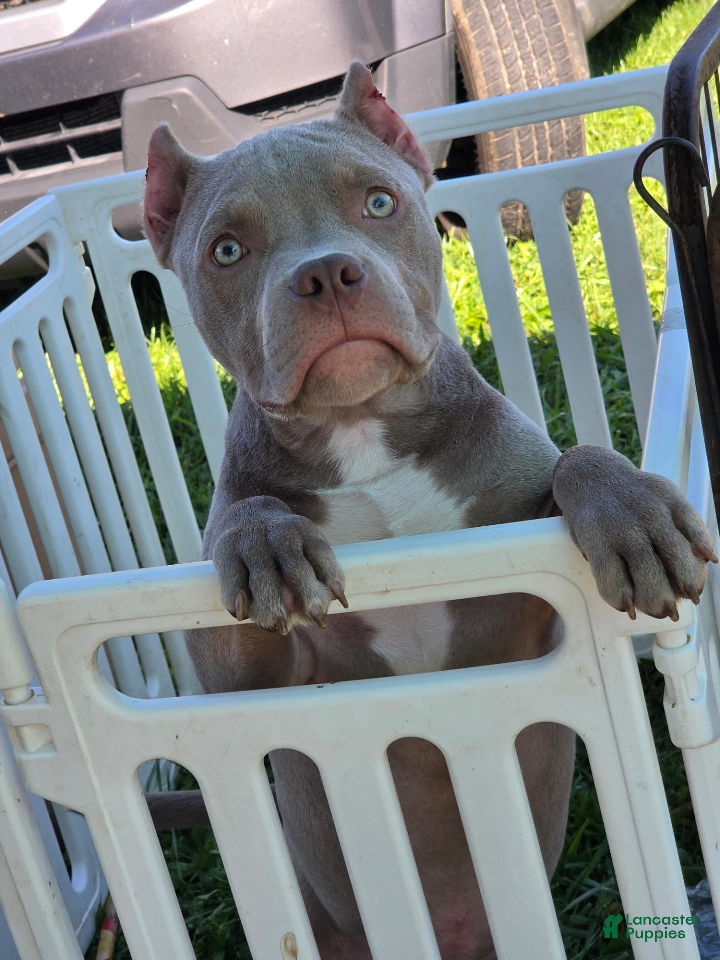 American Bully dogs American Bully 1 - Ad 1