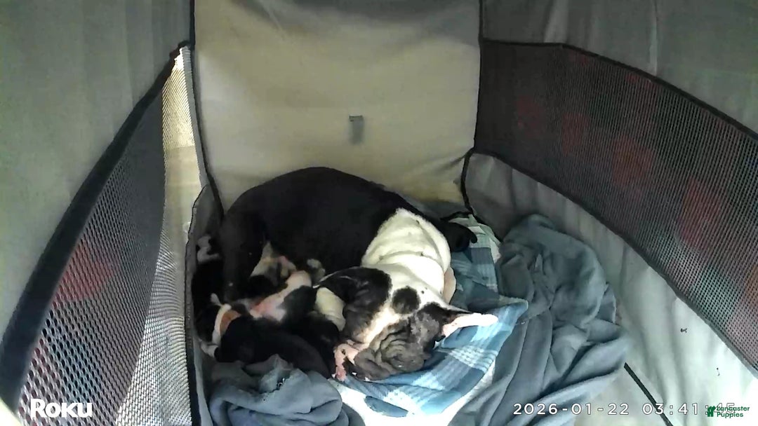 Mixed Breed dogs for sale: Red - Ad 18