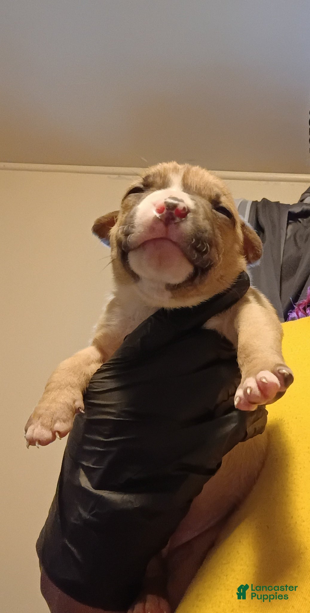 Mixed Breed dogs Mixed Breed Puppy 1(Millie) - Ad 12