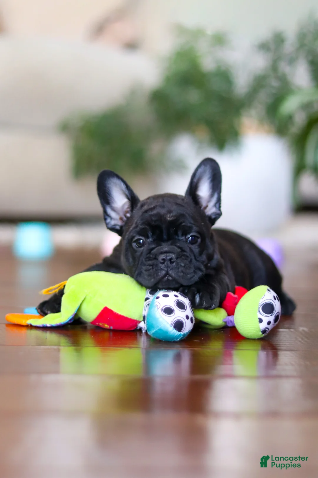 French Bulldog dogs for sale: Timmy  - Ad 8