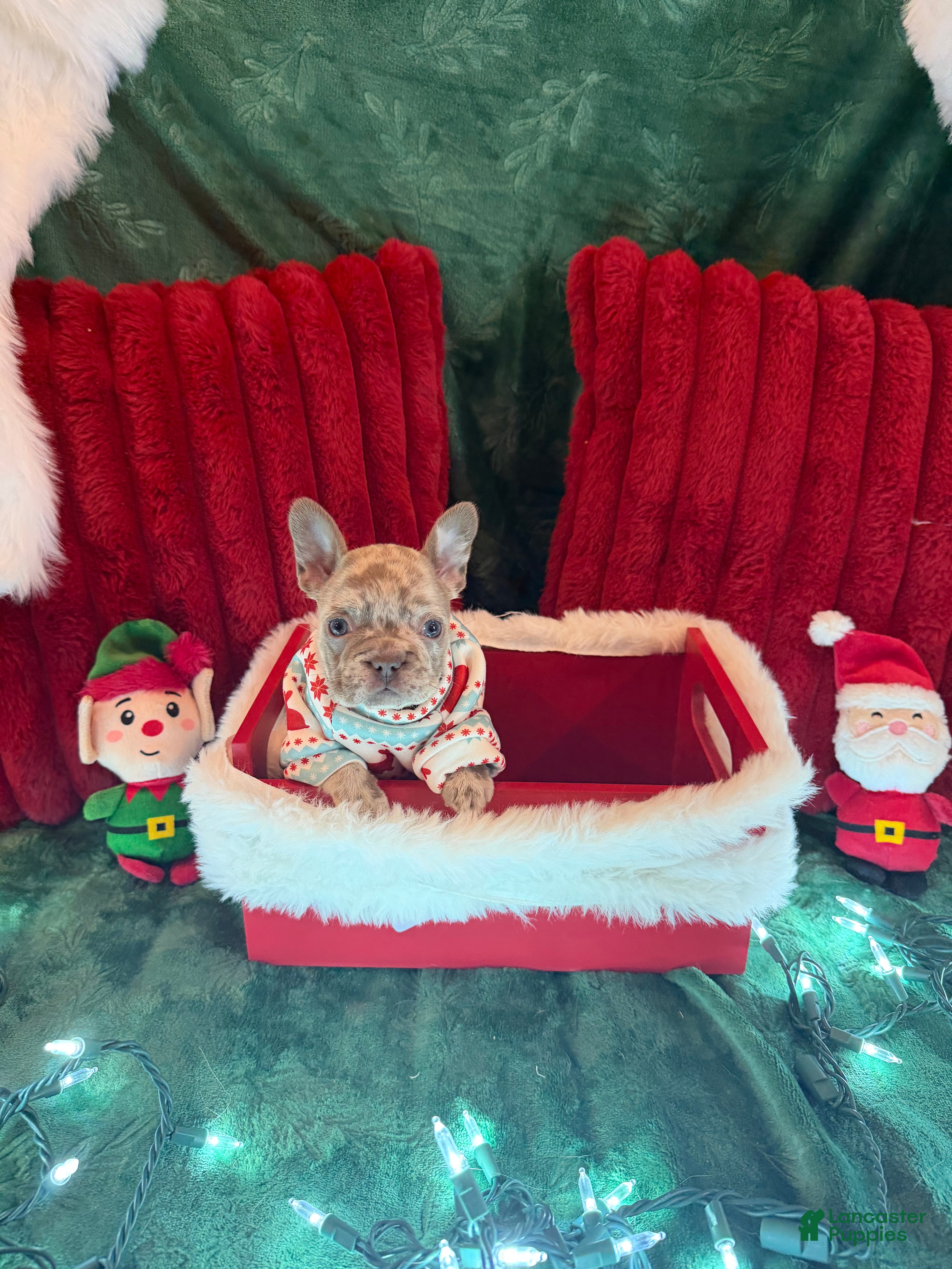 French Bulldog dogs Boo - Ad 3