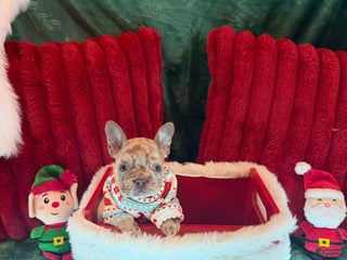 French Bulldog dogs Boo - Ad 7