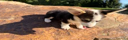 Welsh Corgi Pembroke dogs for sale: Kelsy - Ad 15