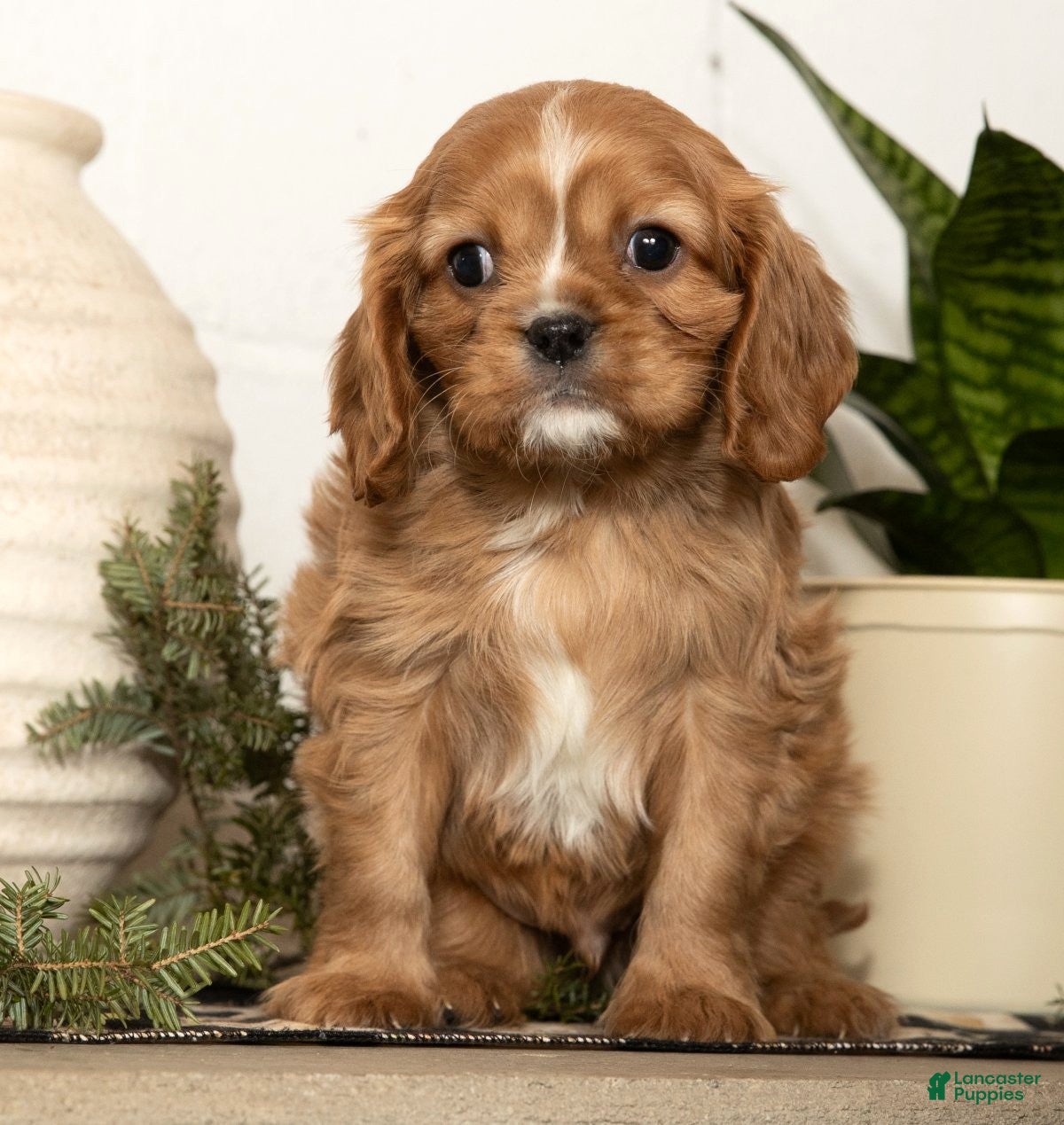 Cavalier King Charles Spaniel dogs Dash - Ad 1