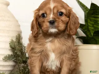 Cavalier King Charles Spaniel dogs Dash - Ad 1