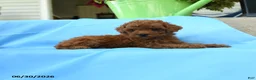 Toy Poodle dogs for sale: Ferdinand - Ad 5