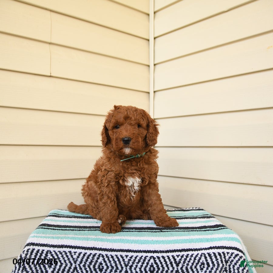 Goldendoodle dogs Berrnerd - Ad 1