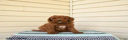 Goldendoodle dogs for sale: Berrnerd - Ad 1