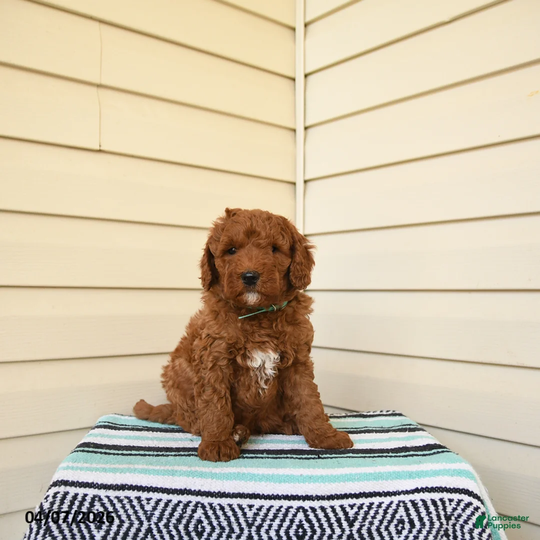 Goldendoodle dogs for sale: Berrnerd - Ad 1