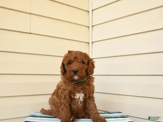 Goldendoodle dogs for sale: Berrnerd - Ad 3