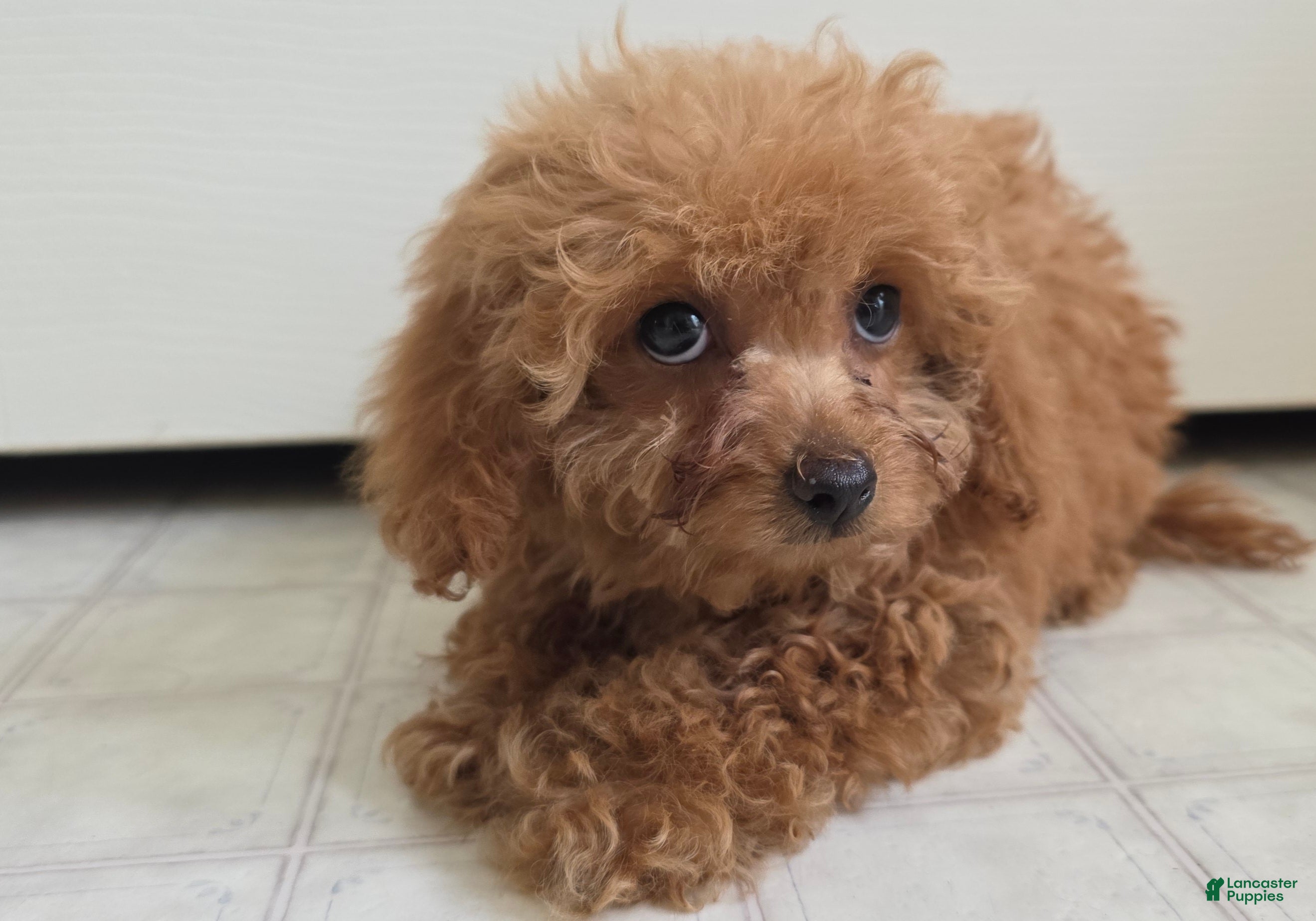 Maltipoo dogs Lucy - Ad 1