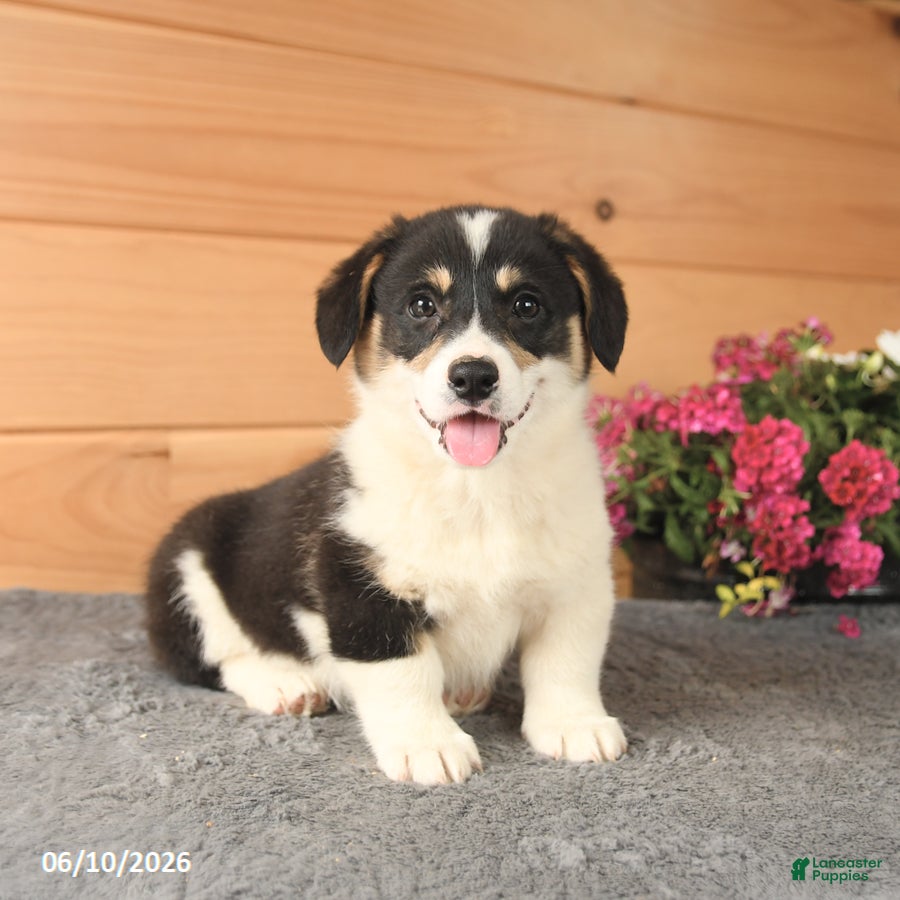 Welsh Corgi Pembroke dogs Jemstone - Ad 1