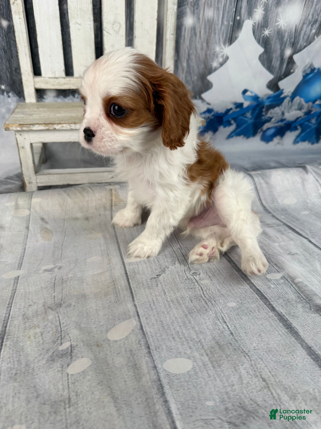 Cavalier King Charles Spaniel dogs for sale: Rascal - Ad 10
