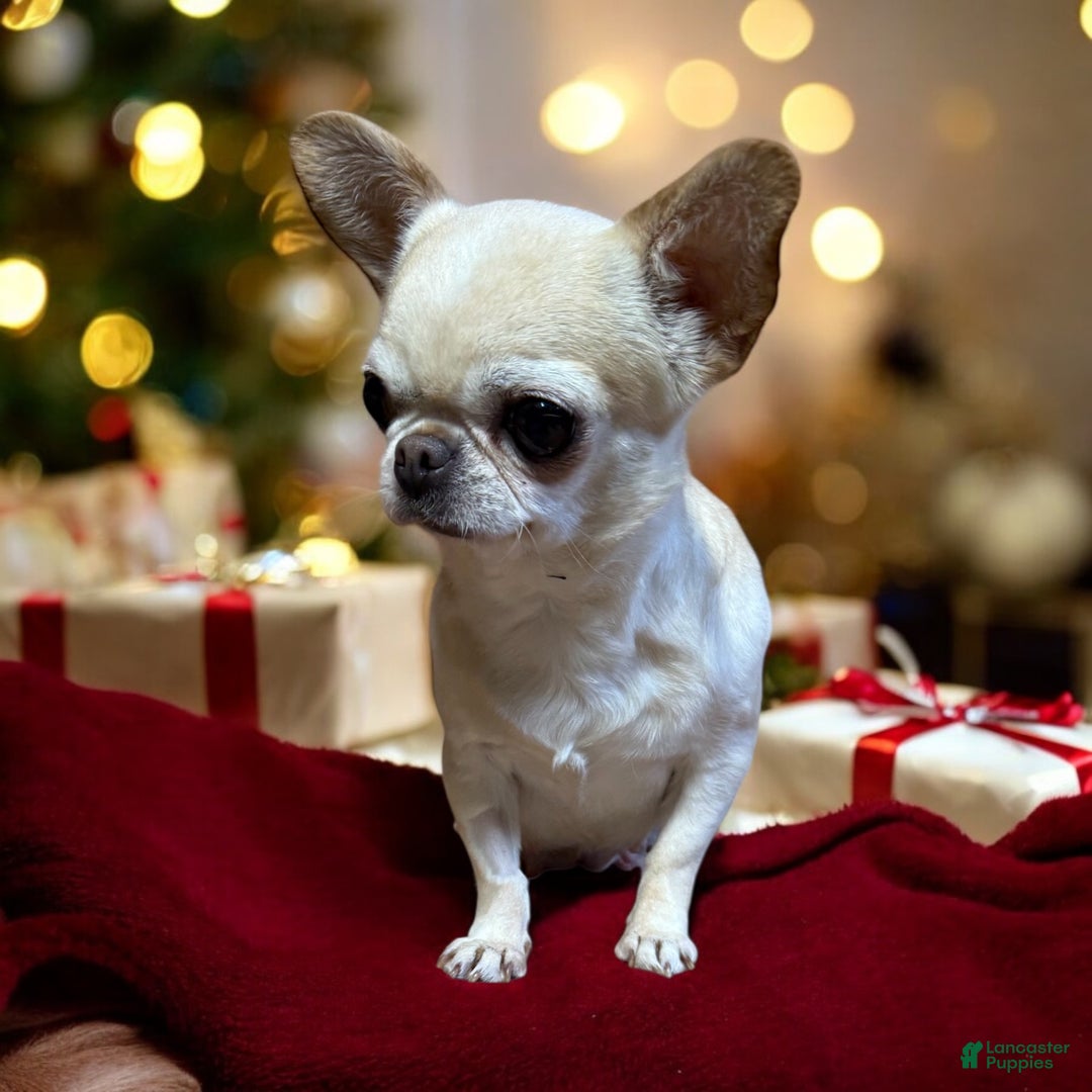Chihuahua dogs for sale: Bandito - Ad 3