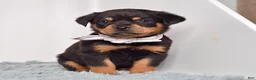 Rottweiler dogs for sale: Shadow - Ad 1