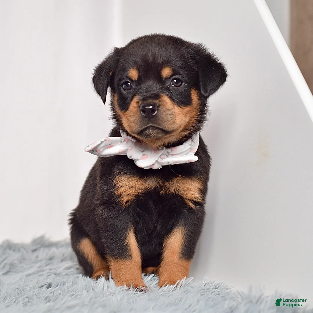 Rottweiler dogs for sale: Shadow - Ad 1