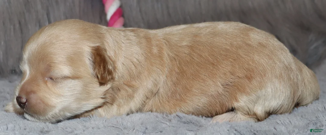 Havapoo dogs for sale: Addie 👨‍👨‍👦‍👦💞🐕Miniature - Ad 21