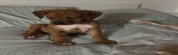 Rhodesian Ridgeback dogs for sale: SOLD Mae AKC RHODESIAN RIDGEBACK - Ad 14