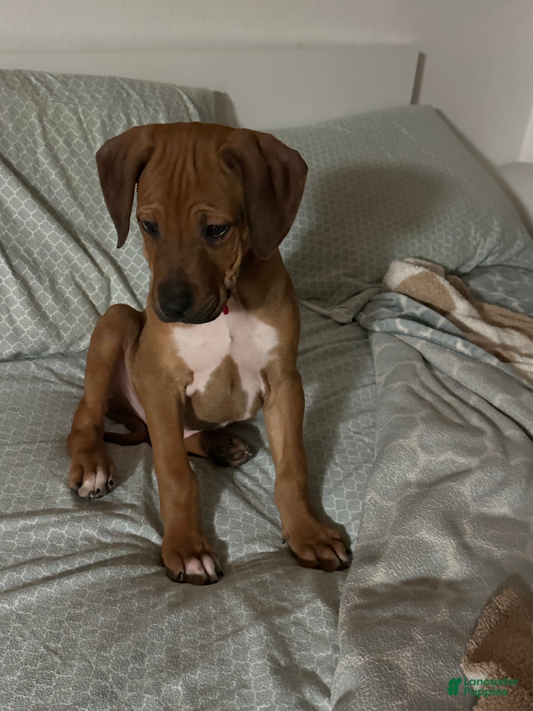 Rhodesian Ridgeback dogs for sale: SOLD Mae AKC RHODESIAN RIDGEBACK - Ad 14