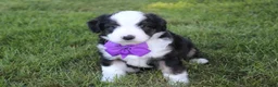 Mini Aussiedoodle dogs for sale: Kenny 💎 - Ad 7
