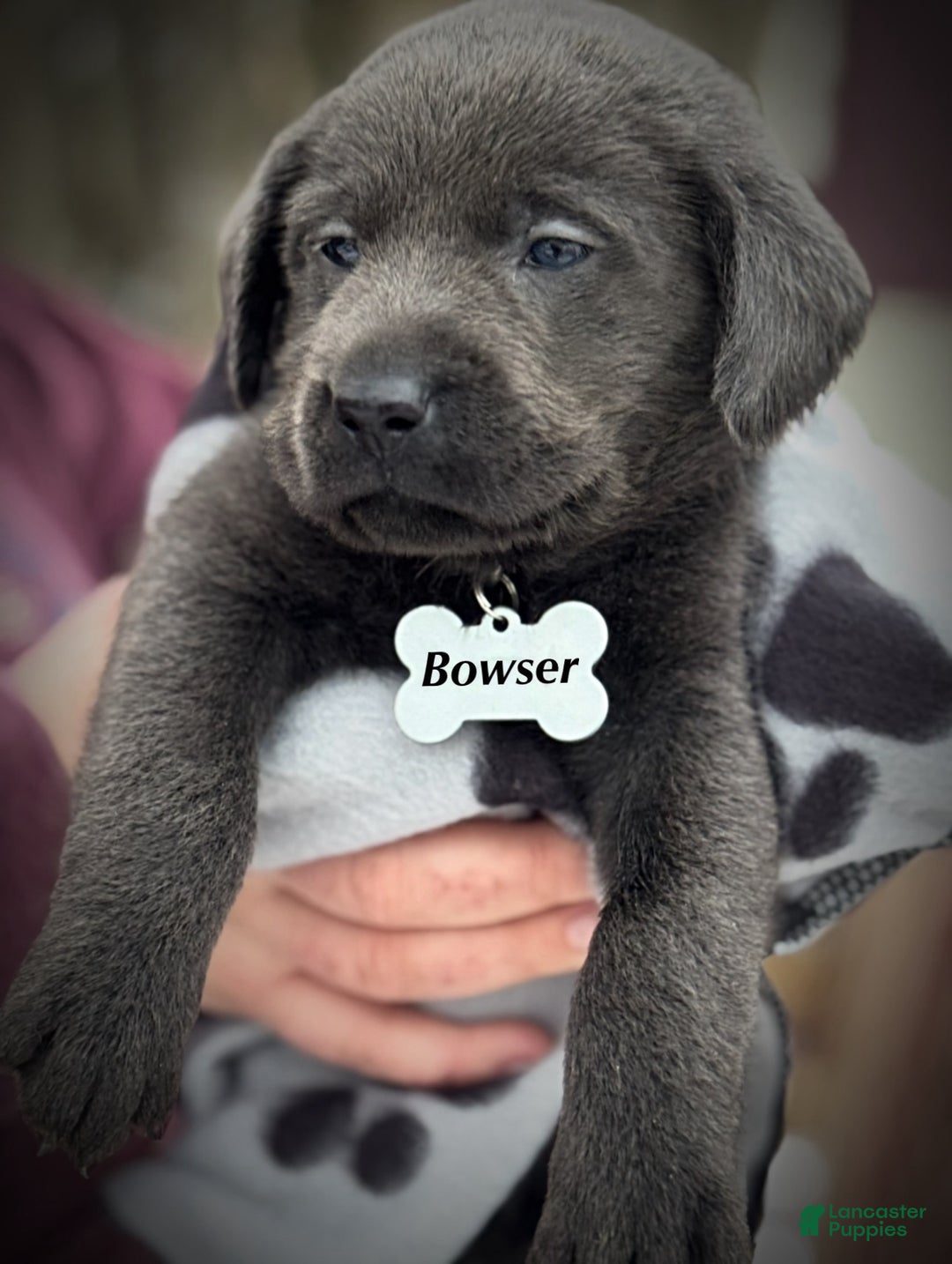 Labrador Retriever dogs for sale: Labrador Retriever Puppy 1 - Ad 11
