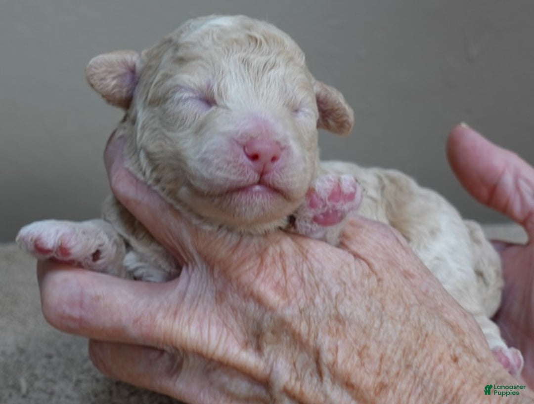 Toy Poodle dogs for sale: Denver shimmering champagne - Ad 4