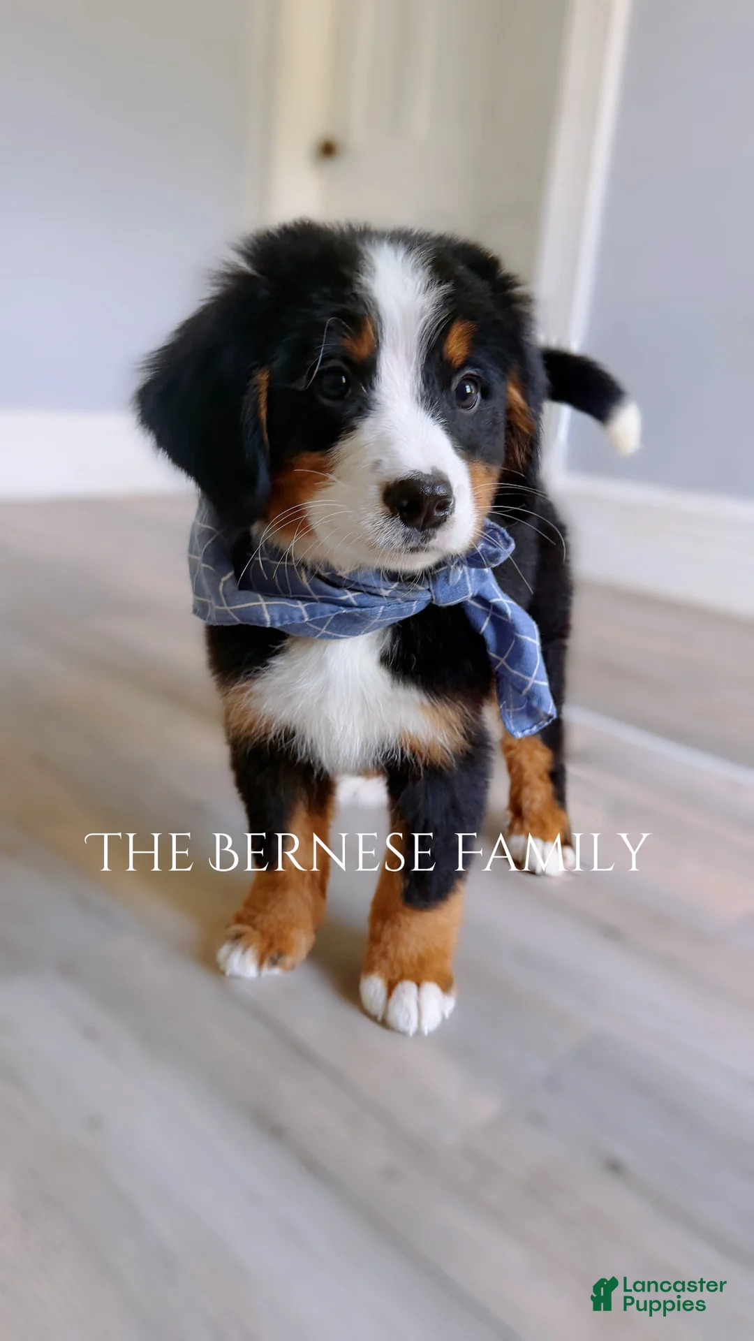 Bernese Mountain Dog dogs for sale: Mason - Ad 2