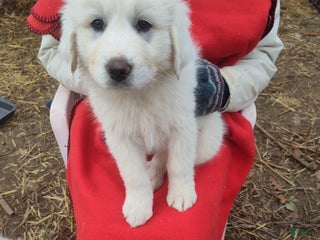 Great Pyrenees dogs Petunia - Ad 19