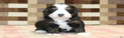 Mini Bernedoodle dogs for sale: Rudy - Ad 3
