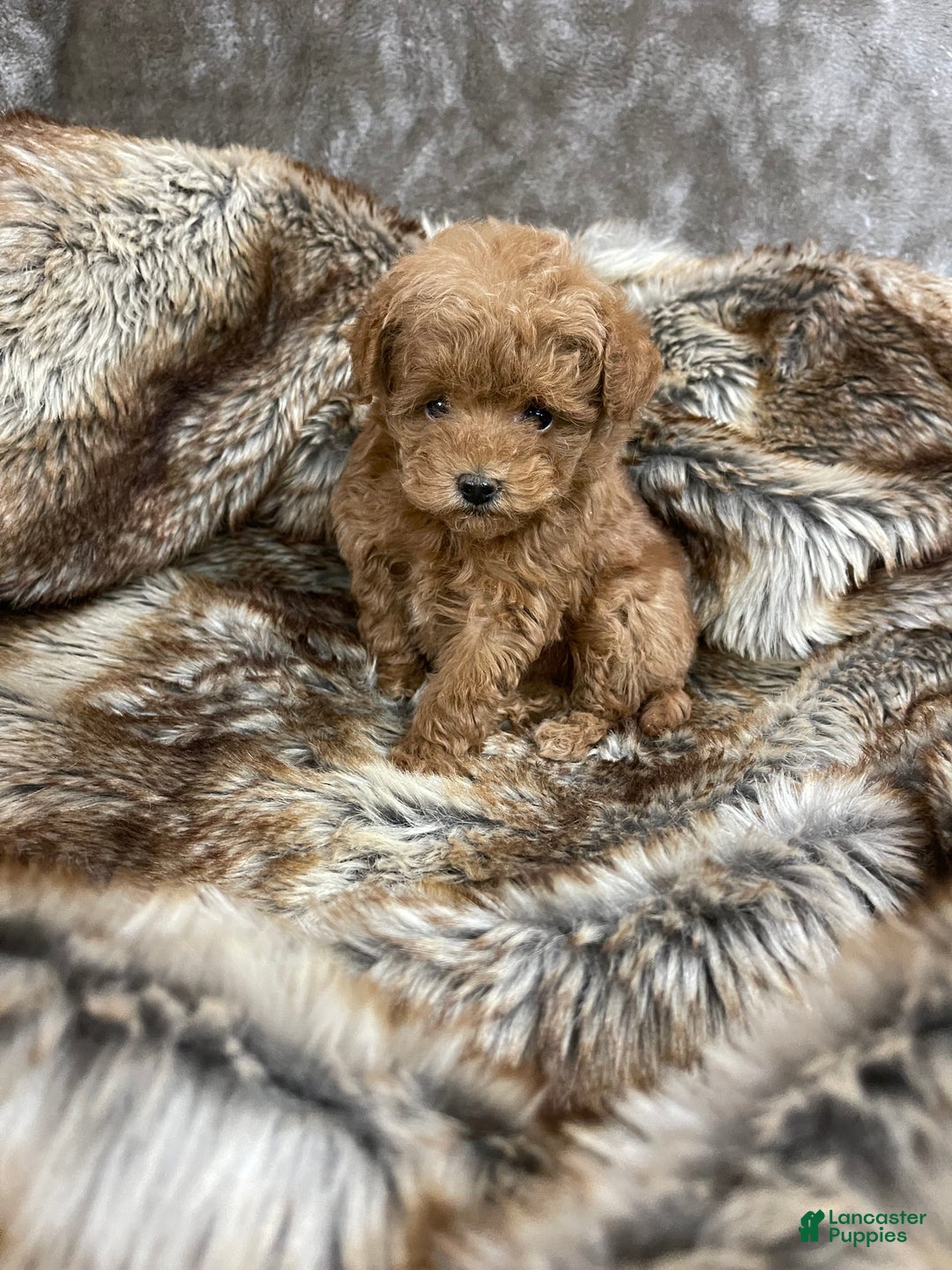 Toy Poodle dogs for sale: Toy Poodle Puppy 1 - Ad 7
