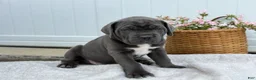 Cane Corso dogs for sale: Baron - Ad 4