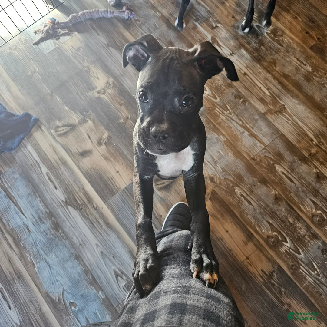 Boxer dogs for sale: Itsy - Ad 2